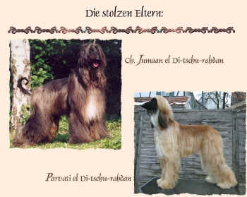 S-Wurf-eltern.jpg (104961 Byte)