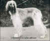 a3745-7.jpg (19393 Byte)