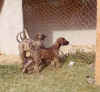 brindle-k-wurf-2.JPG (27075 Byte)