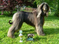 Osiris_Bermatinger Baer_2006_2.JPG (88109 Byte)