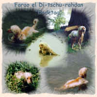 badetag-farao.JPG (240536 Byte)