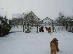Winter3.JPG (25682 Byte)