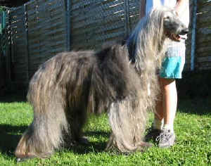 Basmati 4.JPG (33216 Byte)