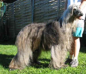 Basmati 5.JPG (33492 Byte)