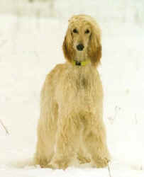 Raiijssah Winter 2.JPG (33460 Byte)