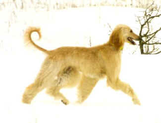 Raijssah Winter 4.JPG (14429 Byte)