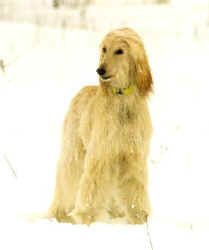 Raijssah Winter.JPG (9659 Byte)