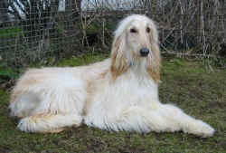 Raijssah zuhause 6.JPG (54709 Byte)