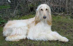 Raijssah zuhause 7.JPG (53748 Byte)