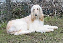 Raijssah zuhause 9.JPG (31644 Byte)