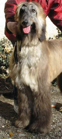 Shumi Mrz 06 Front.JPG (54381 Byte)