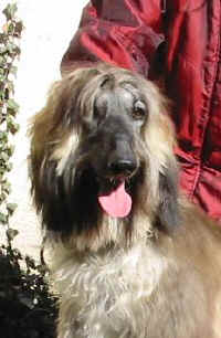 Shumi Mrz 06 K2.JPG (17897 Byte)