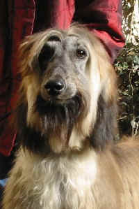 Shumi Mrz 06 K5.JPG (29108 Byte)