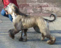 Shumi Mrz 06 Lauf.JPG (27621 Byte)