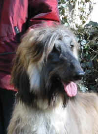 Shumi Mrz  K-S.JPG (32705 Byte)