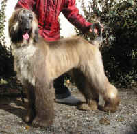 Shumi Mz 06 6.JPG (111396 Byte)