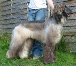 Shumi Juni 06 2.JPG (42969 Byte)