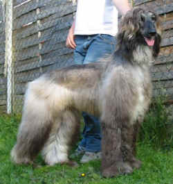 Shumi Juni 06 3.JPG (42359 Byte)