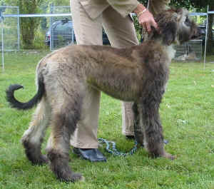 Shumaani Fbg 05 3.JPG (82089 Byte)