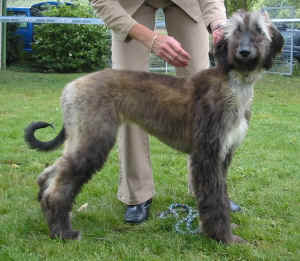 Shumaani Fbg 05 4.JPG (62952 Byte)