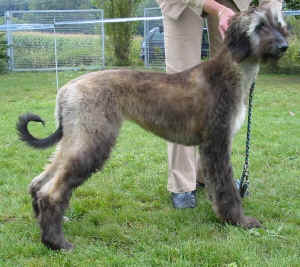 Shumaani Fbg 05 5.JPG (89242 Byte)