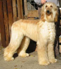 Sunny Mrz 06 S2.JPG (40869 Byte)