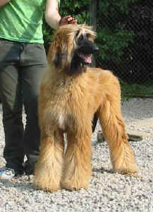 Thangka04077.jpg (25345 Byte)