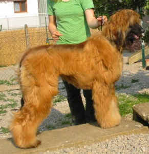 Thangka0407.jpg (35888 Byte)