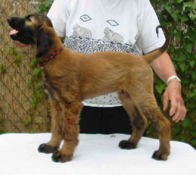 Ursa07.jpg (34515 Byte)