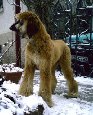 Sarough Jan 06.JPG (70721 Byte)