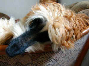 Sarough K 06.JPG (29946 Byte)