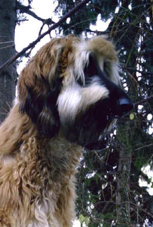 Sarough K Jan 06 2.JPG (74235 Byte)