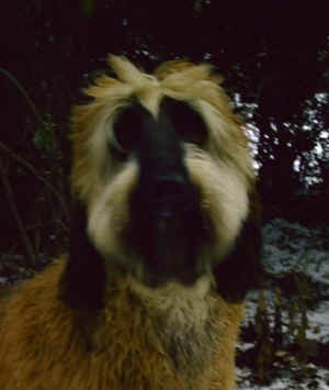 Sorough K Jan 06.JPG (43446 Byte)