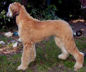 Sarough Okt 05 3.JPG (44390 Byte)