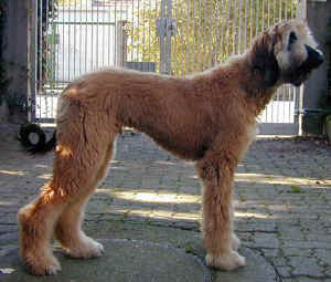 Sarough Okt 05.JPG (34255 Byte)