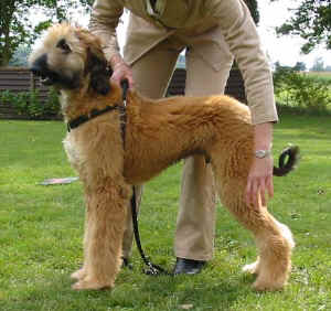 Sarough Fbg 05 3.JPG (42668 Byte)