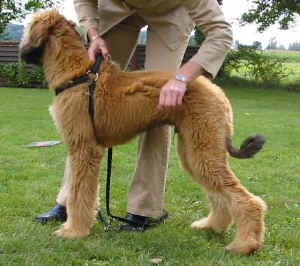 Sarough Fbg 05.JPG (42169 Byte)