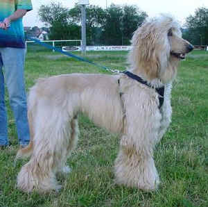 Shiras Khan Juni 06.JPG (29244 Byte)