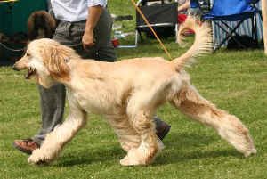 Shiras Khan Sa 2.JPG (34299 Byte)