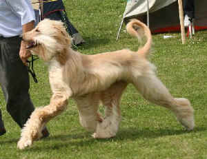 Shiras Khan Sa 4.JPG (31336 Byte)