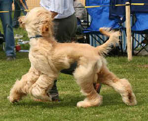 Shiras Khan Sa 5.JPG (27128 Byte)