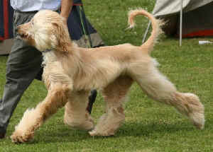 Shiras Khan Sa.JPG (36740 Byte)