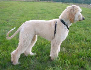 Shiras Sep05.JPG (45895 Byte)