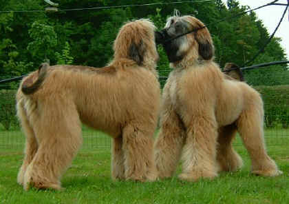 BermatGeschw.jpg (47654 Byte)