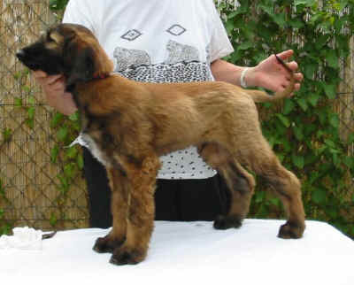 Ursus07 6.jpg (45942 Byte)