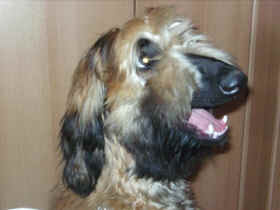UsmanDez8 6.jpg (33928 Byte)