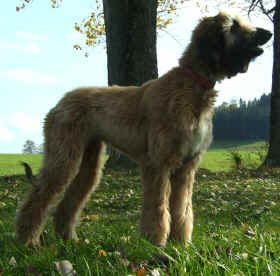 UsmanHerbst07 3.jpg (63140 Byte)