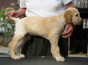 SahibR4.JPG (30539 Byte)