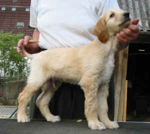 SahibR.JPG (29142 Byte)