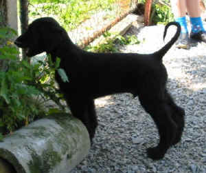 SandokhanZweig.JPG (42790 Byte)